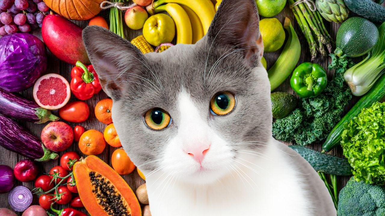 Gato comiendo comida saludable