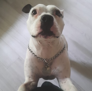 Pet photo